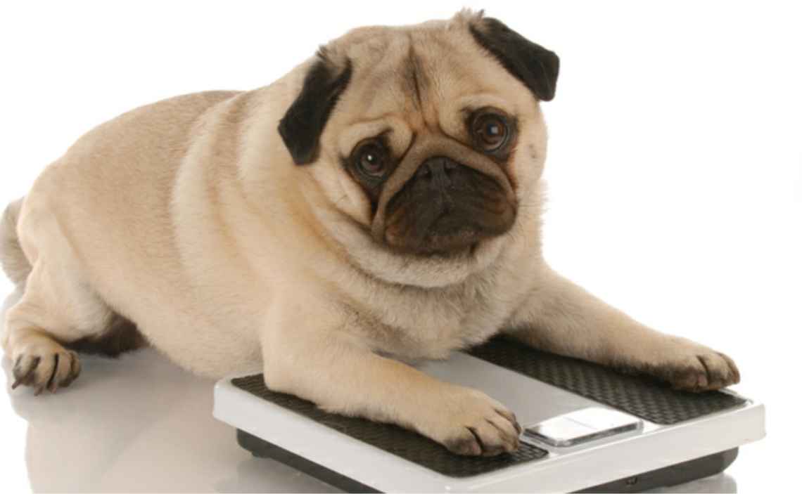 extra blog image - dangers of dog obesity