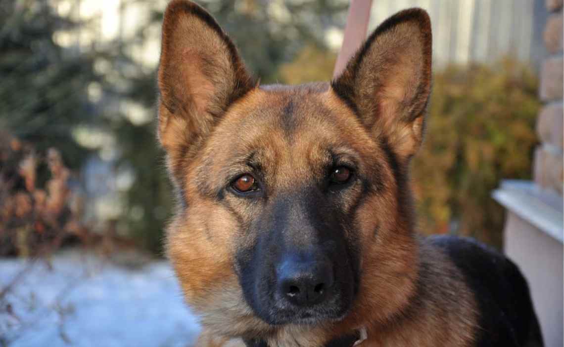 german shepard dog breed restriction