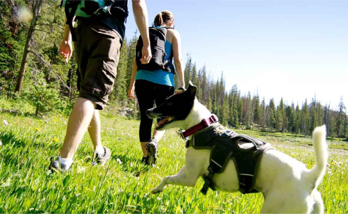 hiking with dog