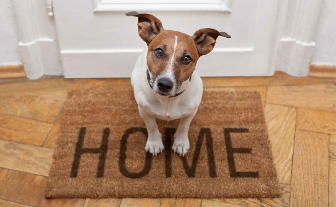 how to find dog-friendly rental housing