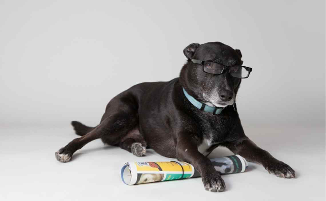 intelligent black lab