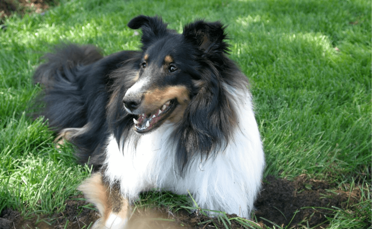 intelligent collie