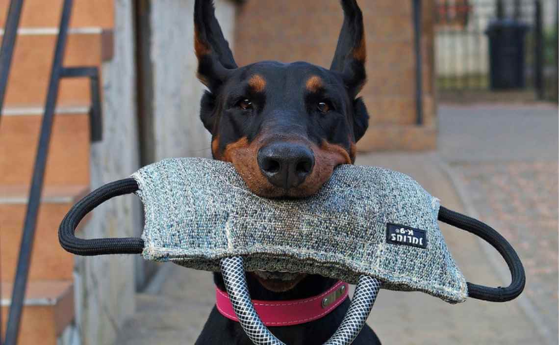 intelligent doberman