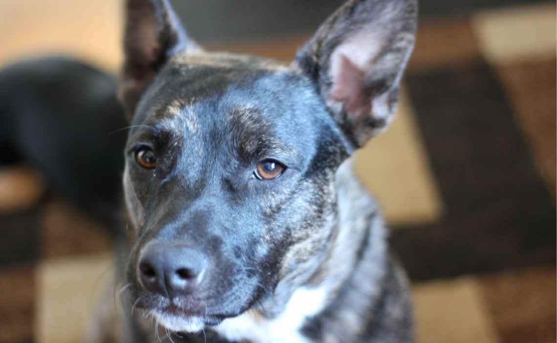 intelligent german shepherd