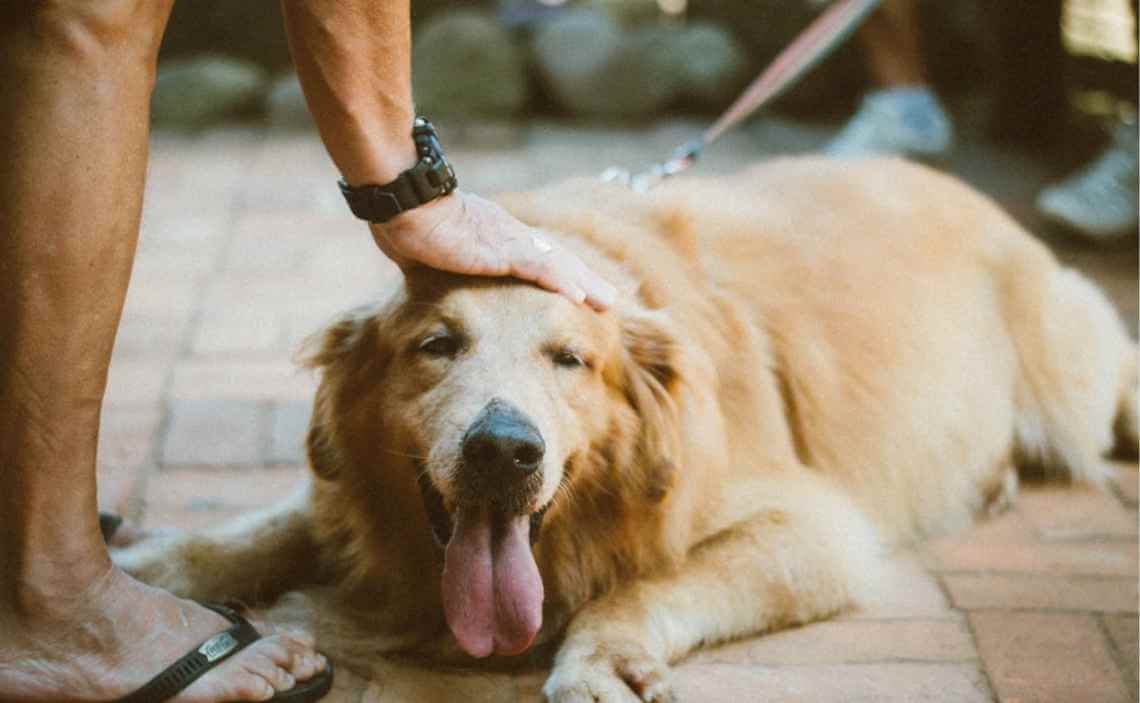 man petting obese golden retriever