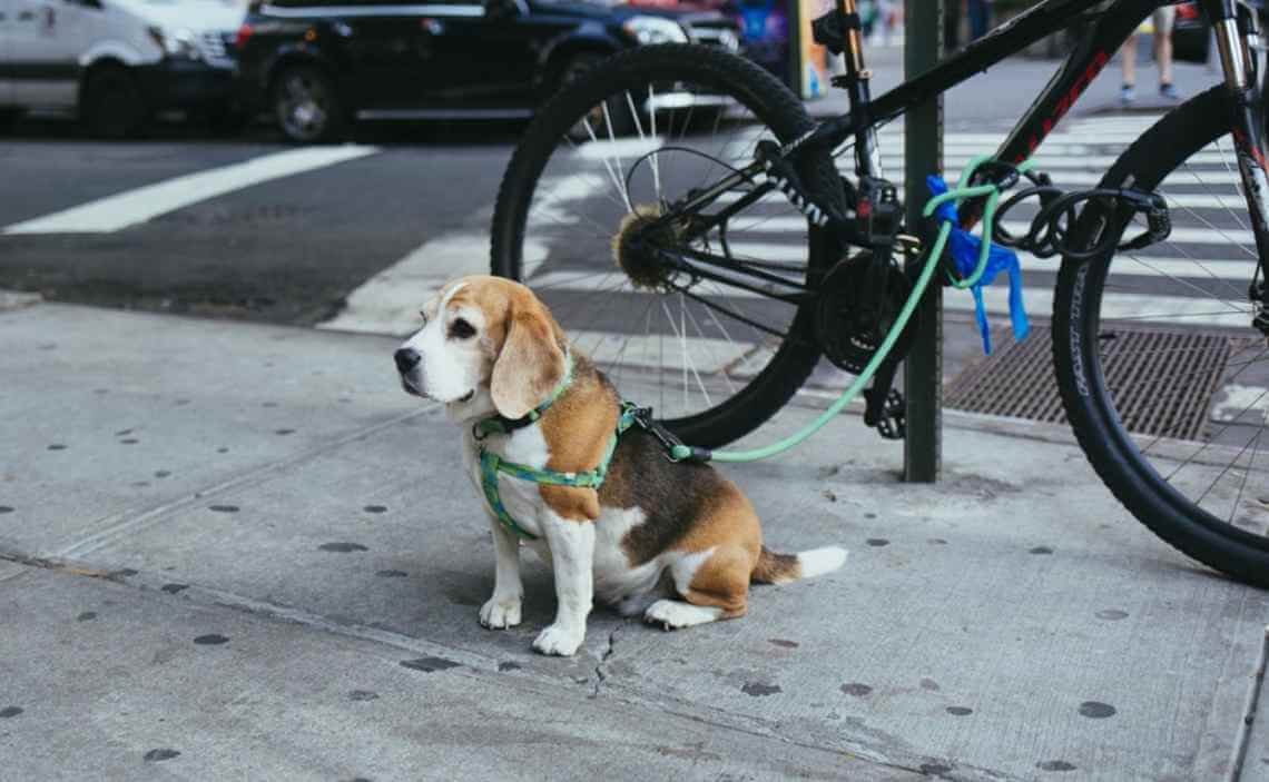 obese beagle bicycle