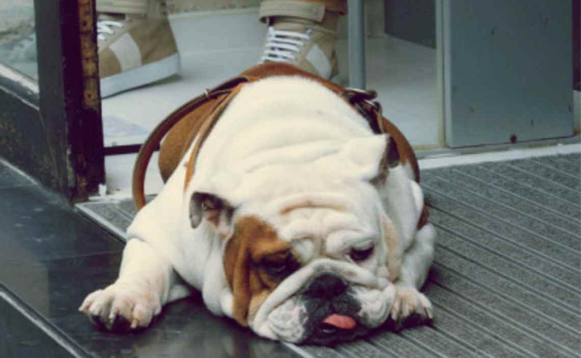 obese bulldog dog