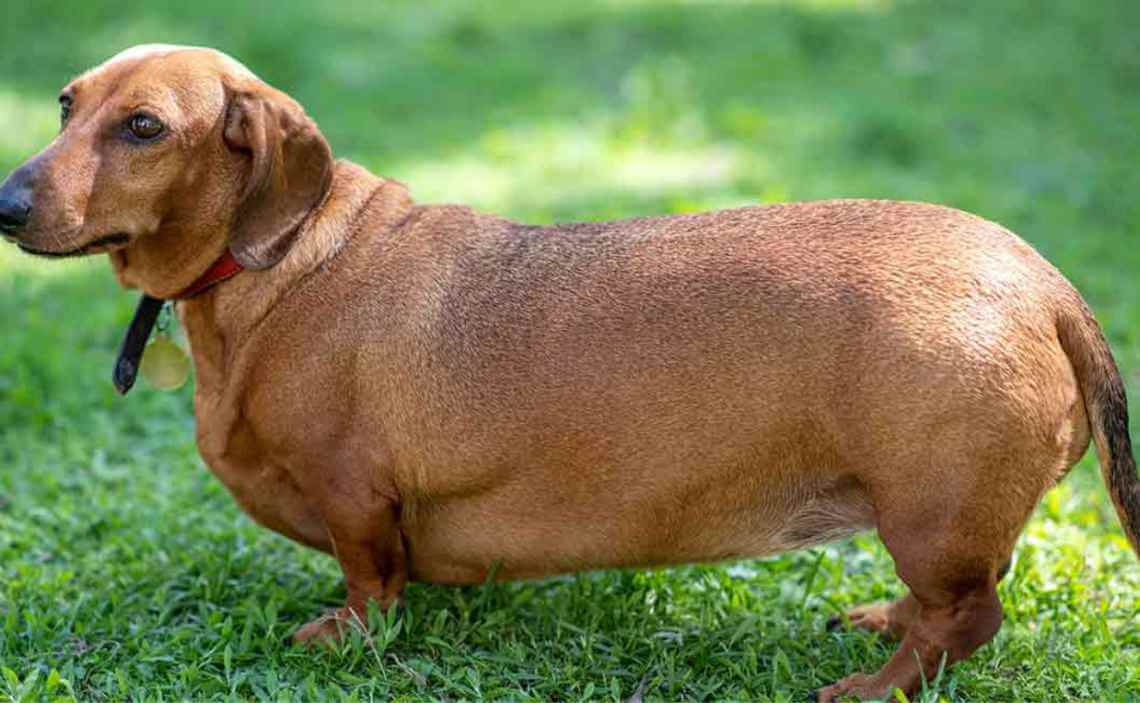 obese daschund dog