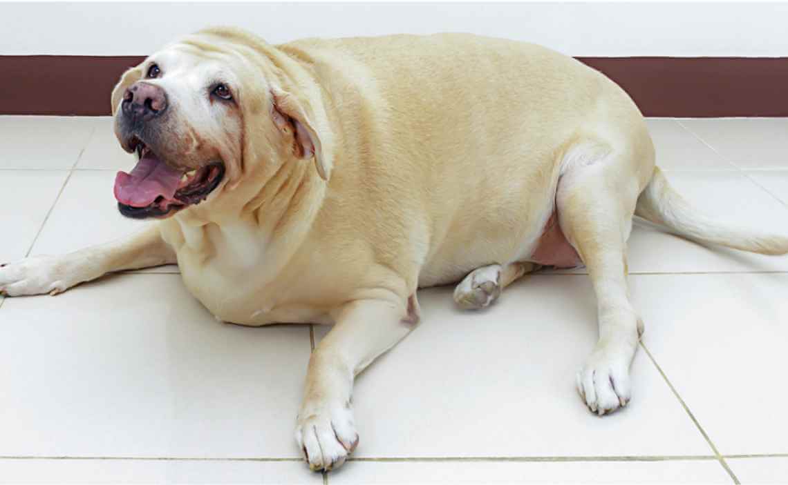 obese dog golden labrador