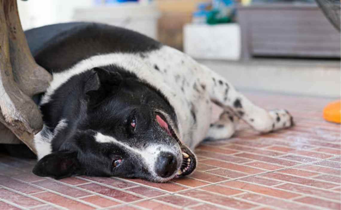 obese dog white with black spots