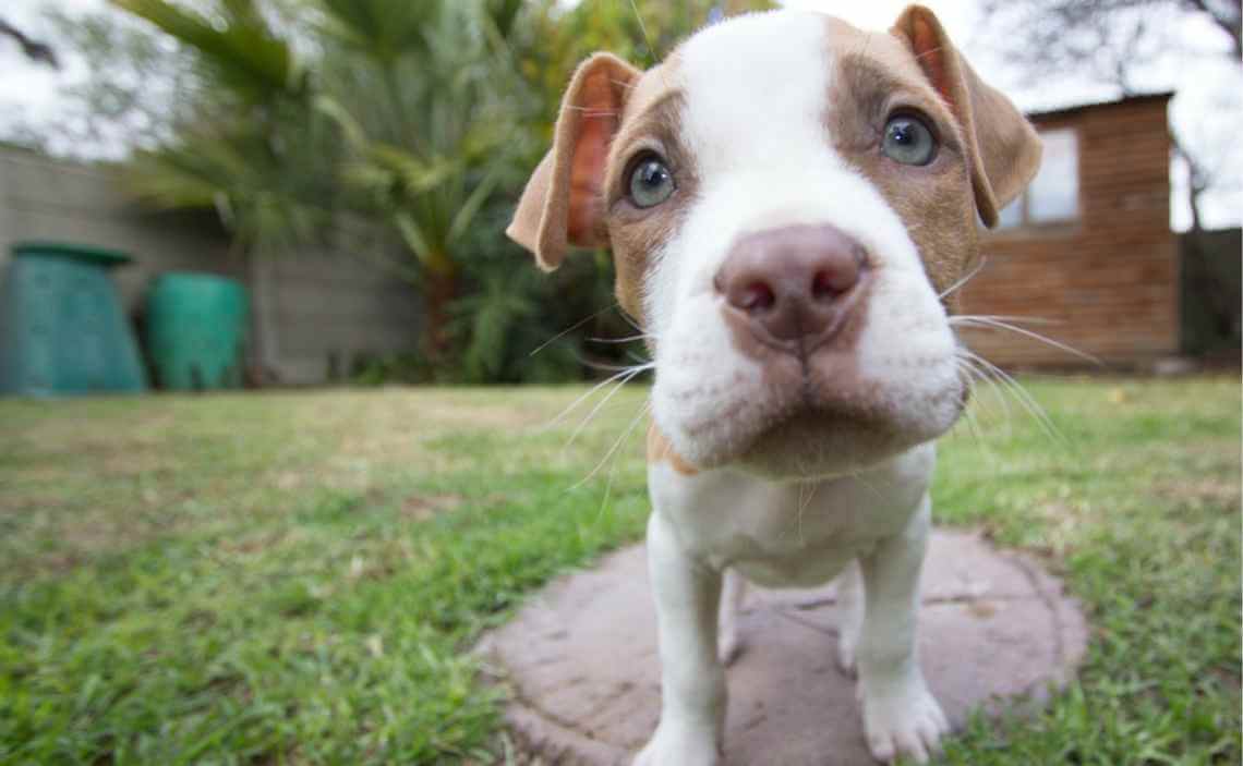 pit bull puppy breed restriction