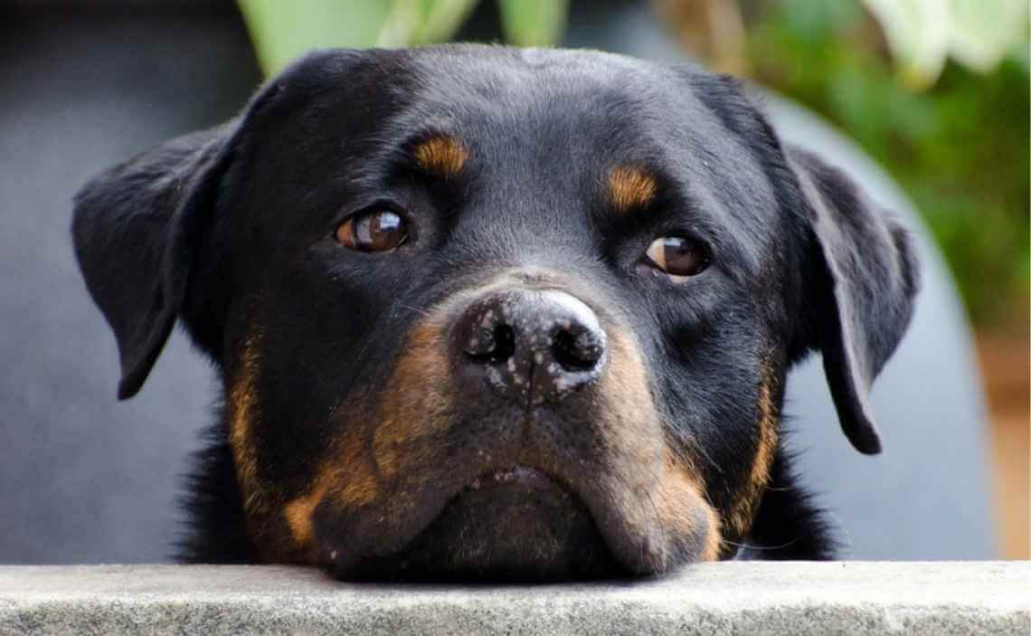 rottweiler dog breed restricted