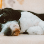 Tips to Avoid Dog Boredom