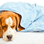 Home Remedies - How to Treat Your Dog’s Upset Stomach at Home