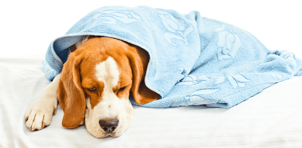 Home Remedies - How to Treat Your Dog’s Upset Stomach at Home - Canine Campus Dog Daycare & Boarding