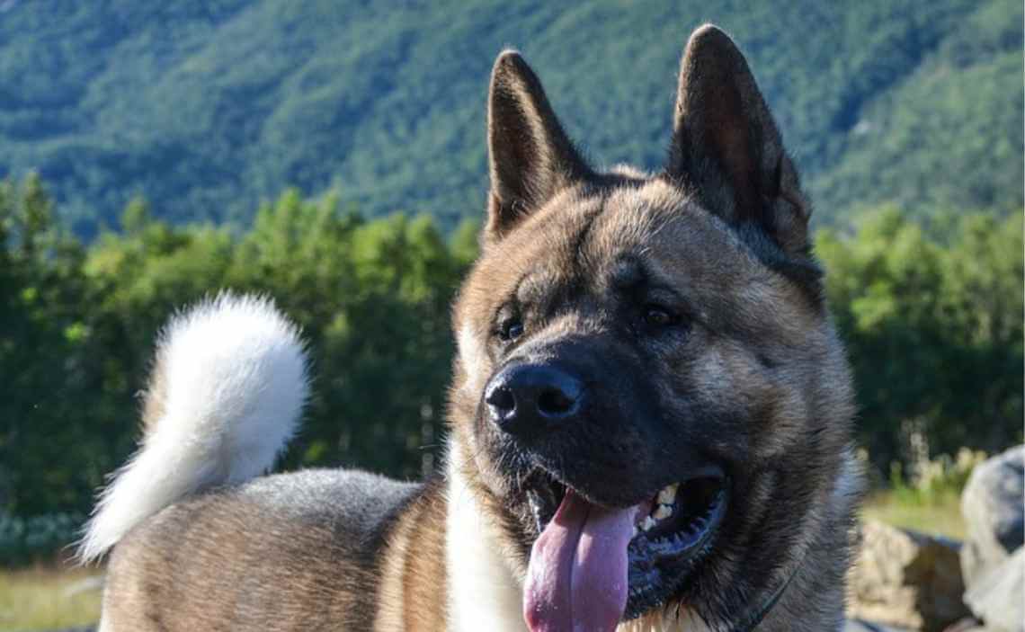 akita large breed dog