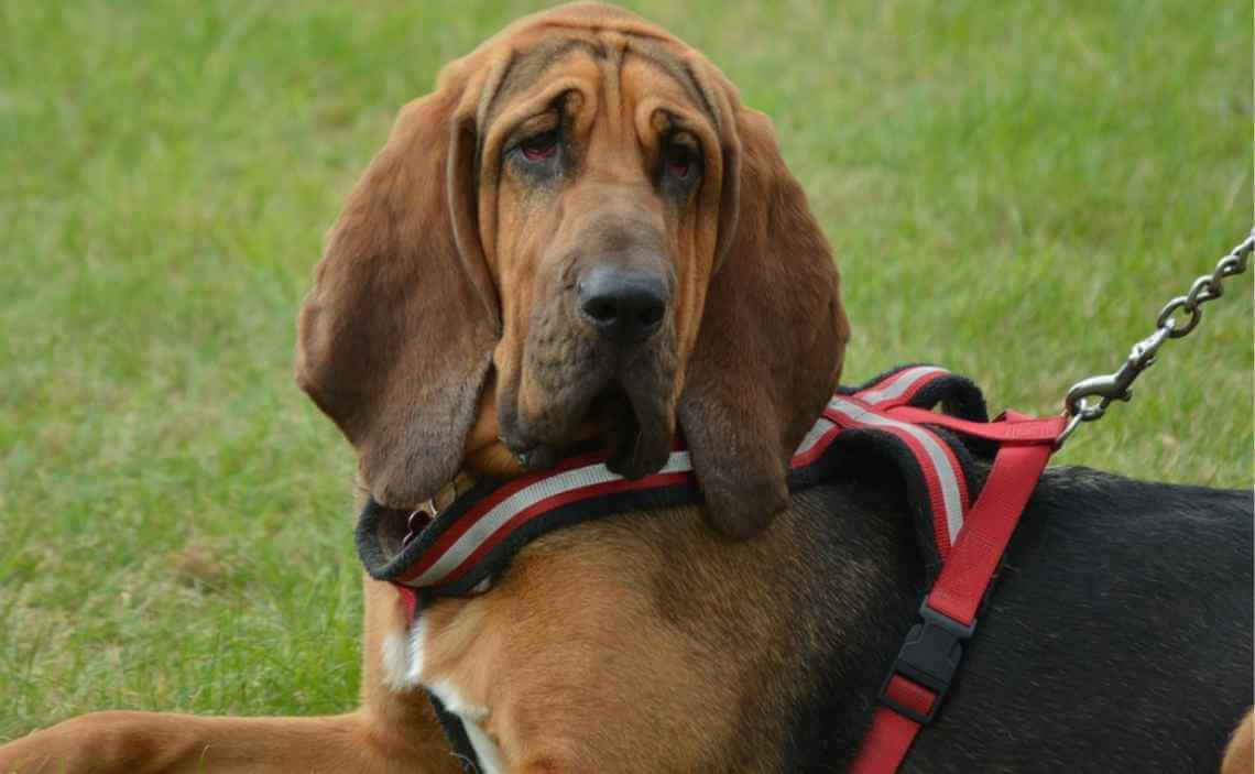 bloodhound large breed dog