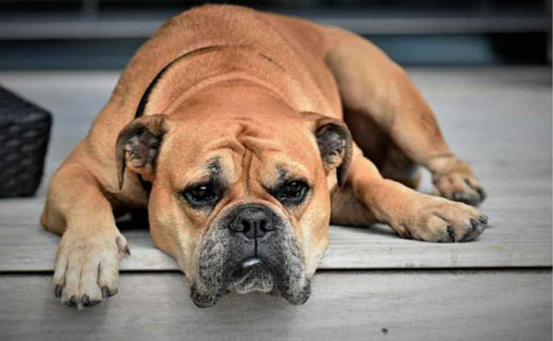 boxer dog bored