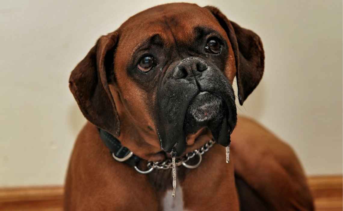 boxer large breed dog