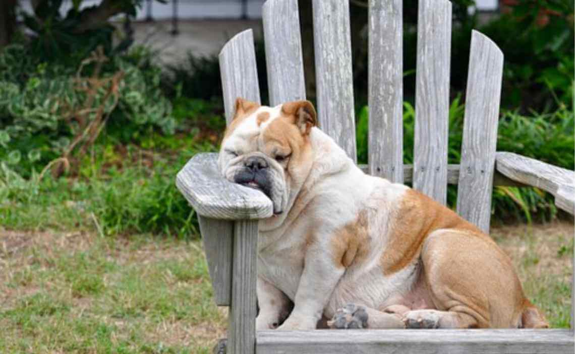 bulldog bored