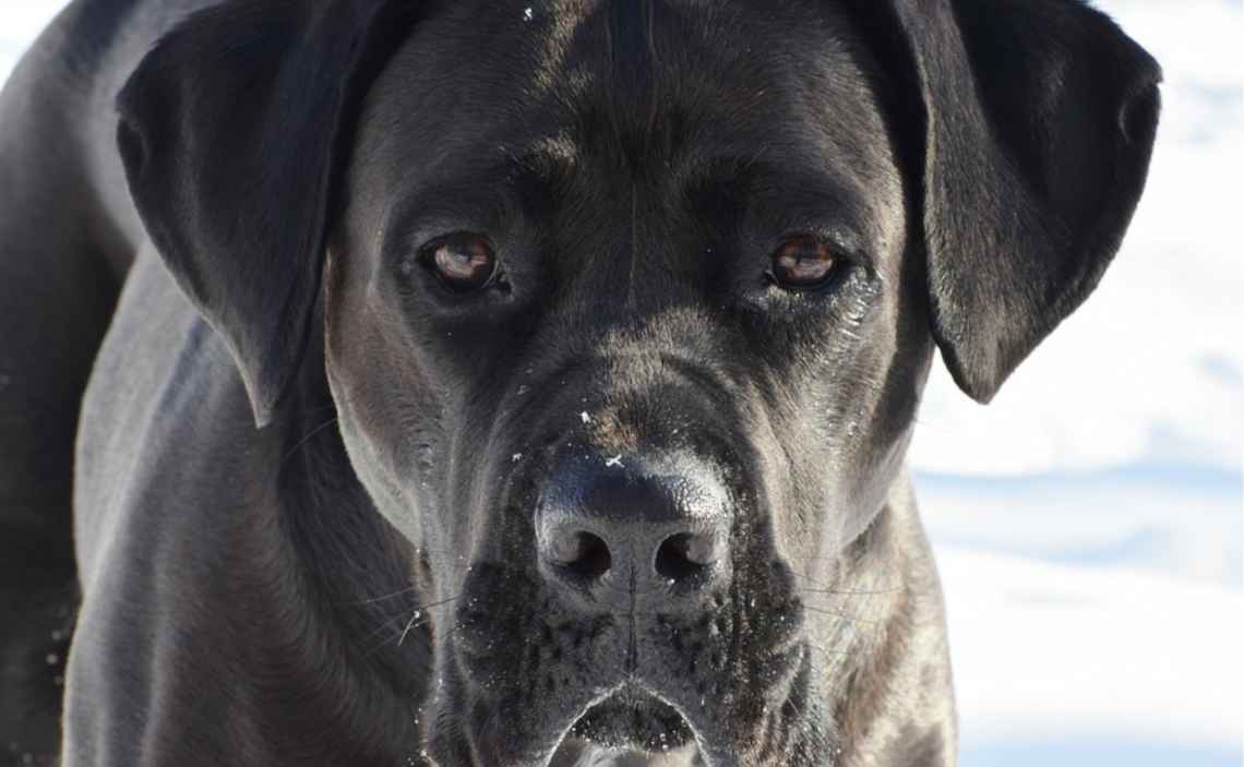 cane corso large breed dog