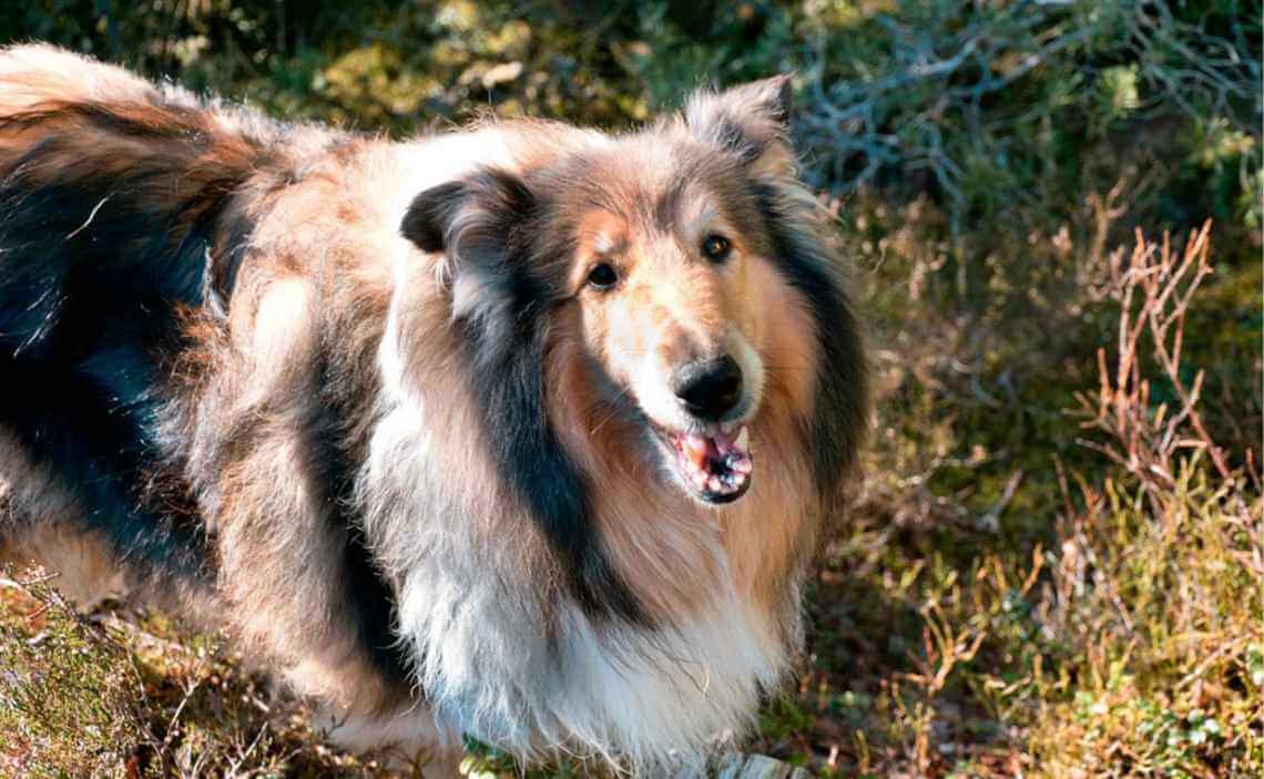 collie large breed dog
