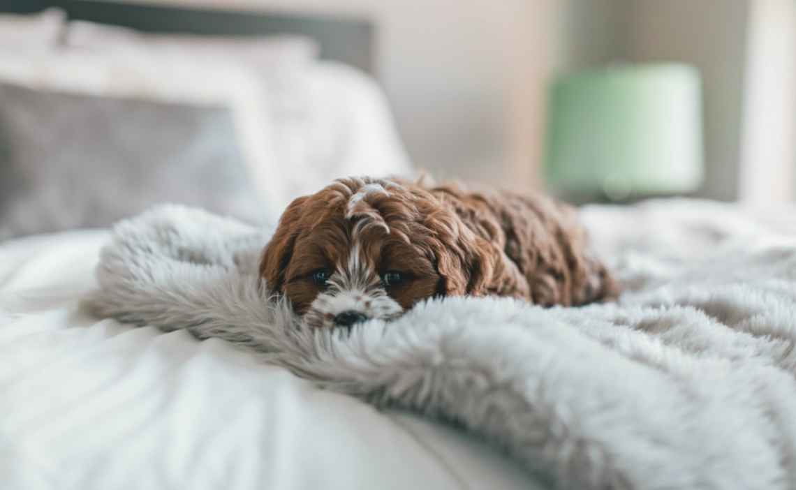 curly long haired dog in bed upset stomach