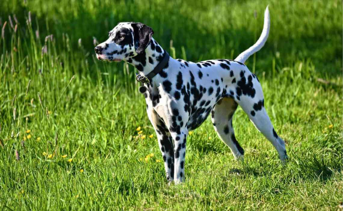 dalmation large breed dog
