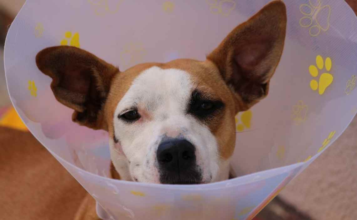 dog injury sick cone accident insurance