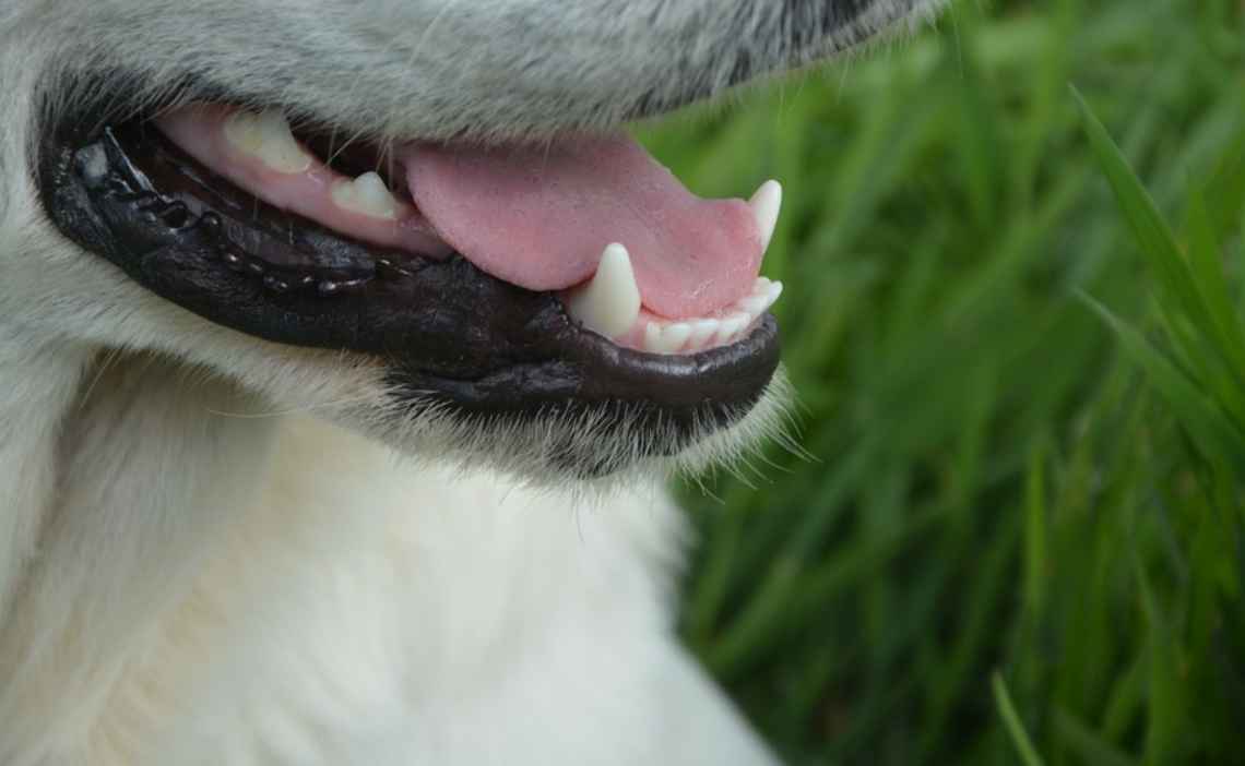 dog teeth dental hygiene