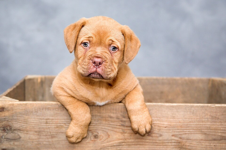 dogue-de-bordeaux-1047521_960_720 cute puppy