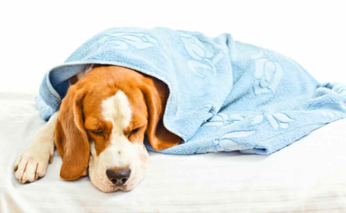 Home Remedies - How to Treat Your Dogs Upset Stomach at Home