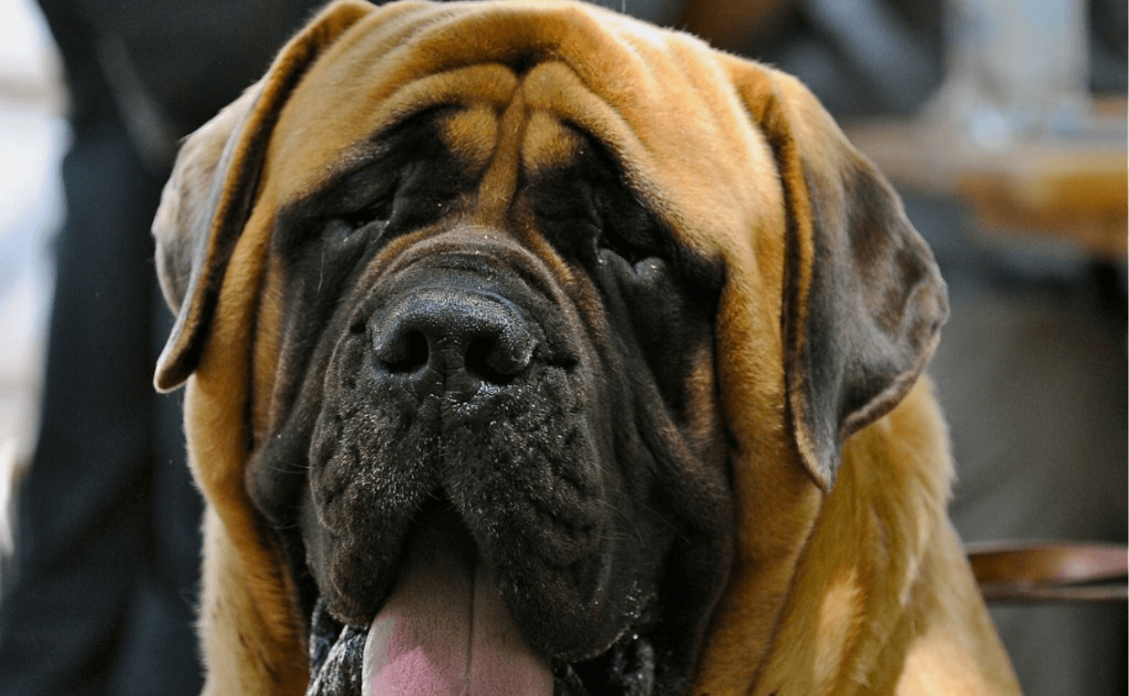 extra large breed dog wrinkly face
