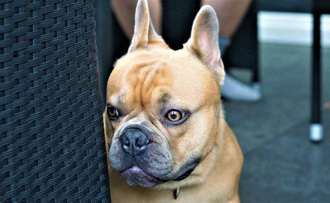 french-bulldog-dog scared