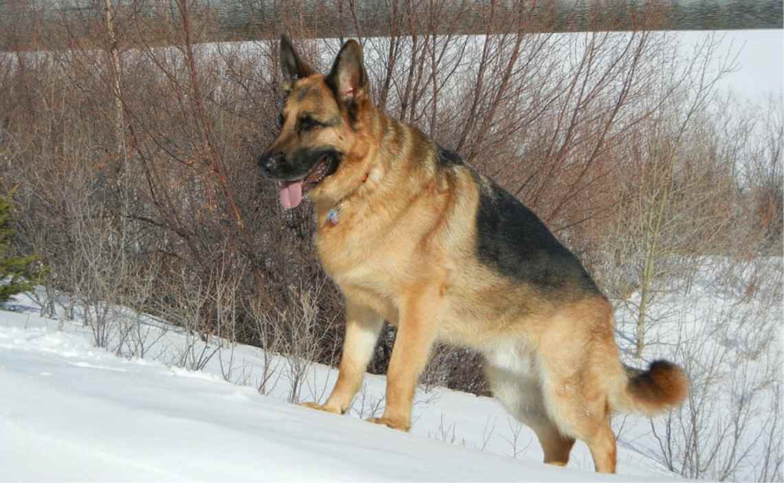 german shepard large breed dog