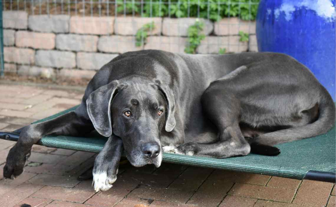 great dane gray large breed dog