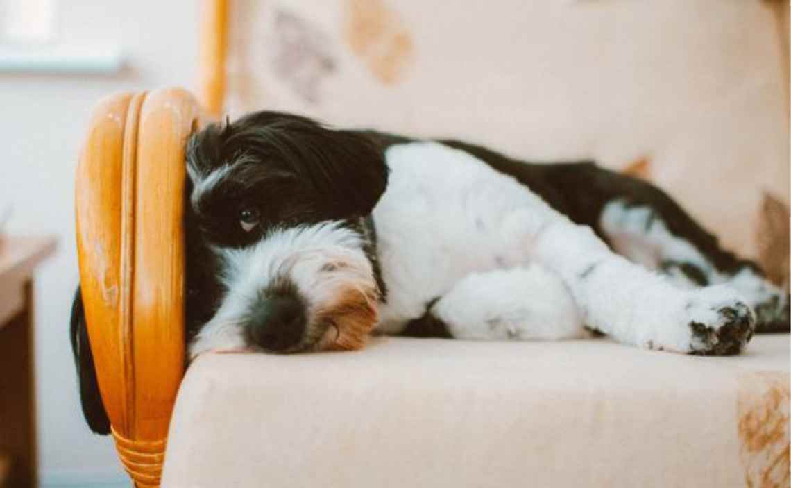 Do Dogs Get Bored? 10 Tips to Keep Dog Boredom Away