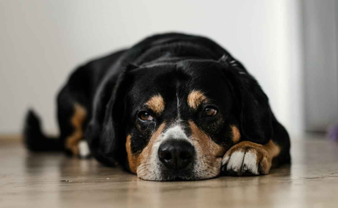 large black brown and white dog upset stomach