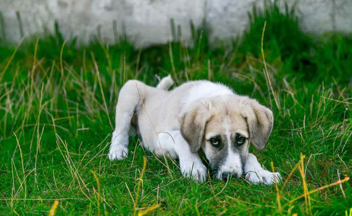 light colored dog on grass upset stomach