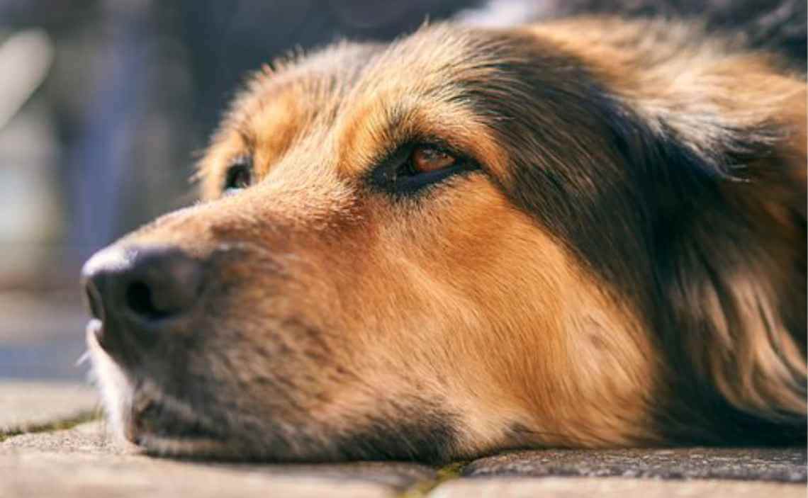 long-haired dog bored