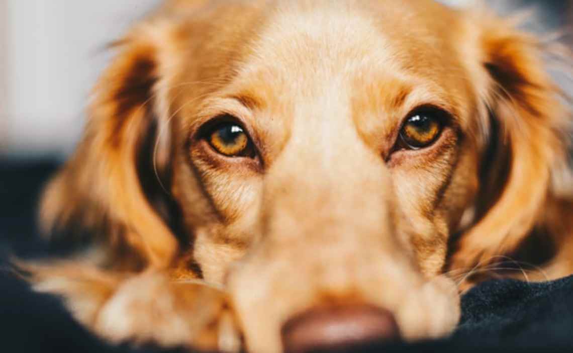 long haired tan dog upset stomach