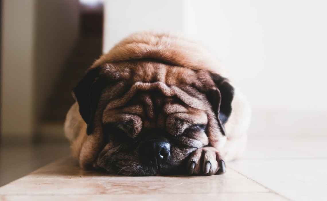 shar pei dog upset stomach