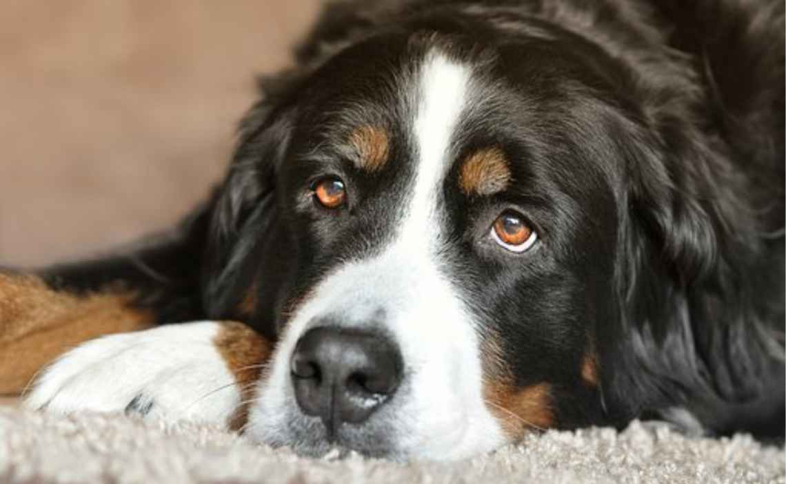 st bernard large breed dog