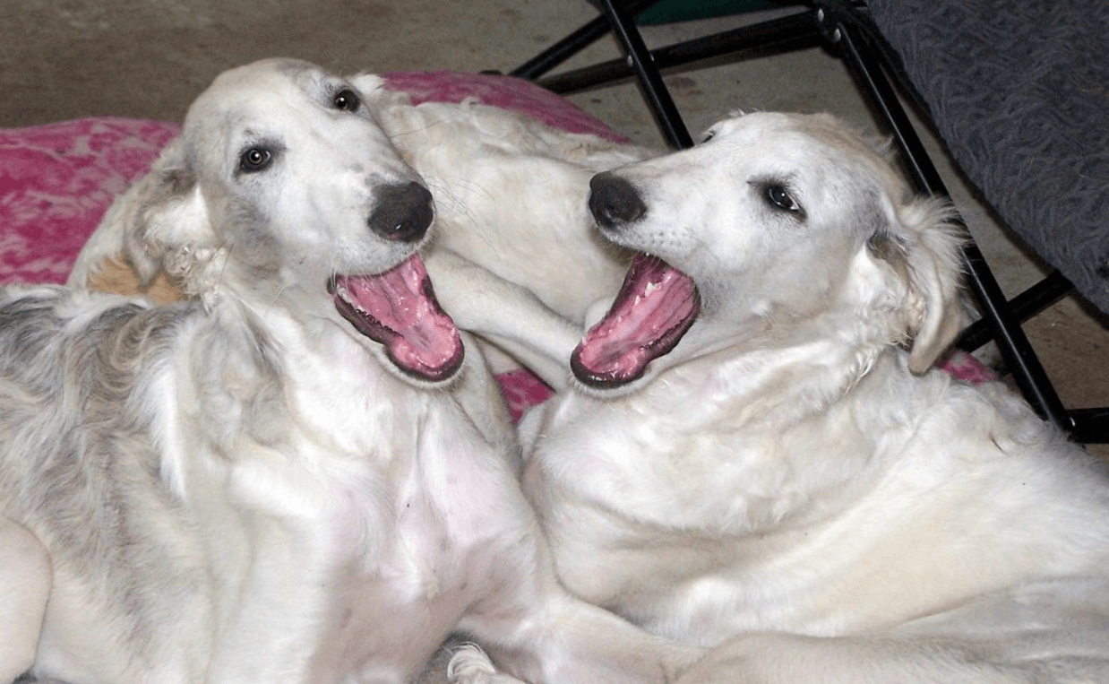 twin white great pyreneese large breed dogs