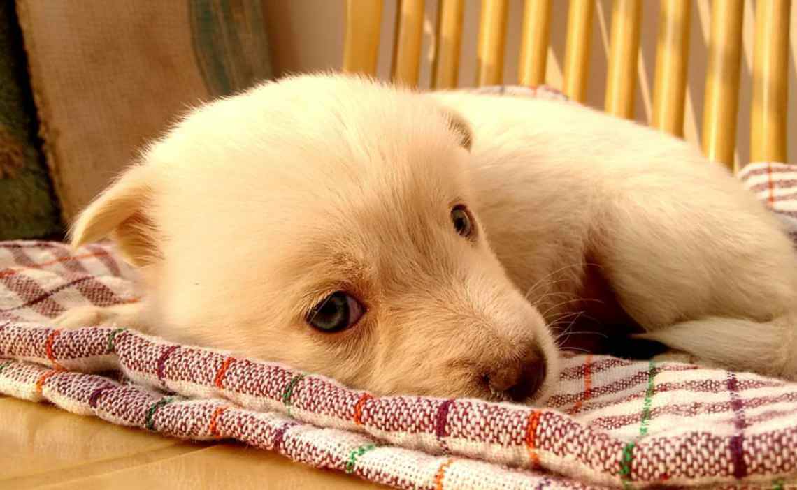 white puppy blanket upset stomach