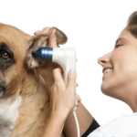 What Every Dog Owner Should Know About Ear Infections in Dogs