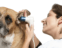 What Every Dog Owner Should Know About Ear Infections in Dogs