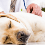 Grain-Free Diet and Heart Disease in Dogs