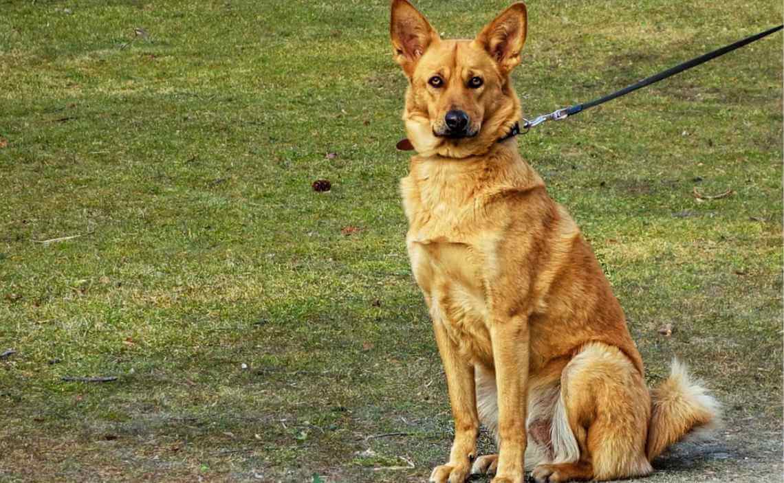 DOG OBEDIENCE TRAINING TAN LONG-HAIRED DOG ON LEASH