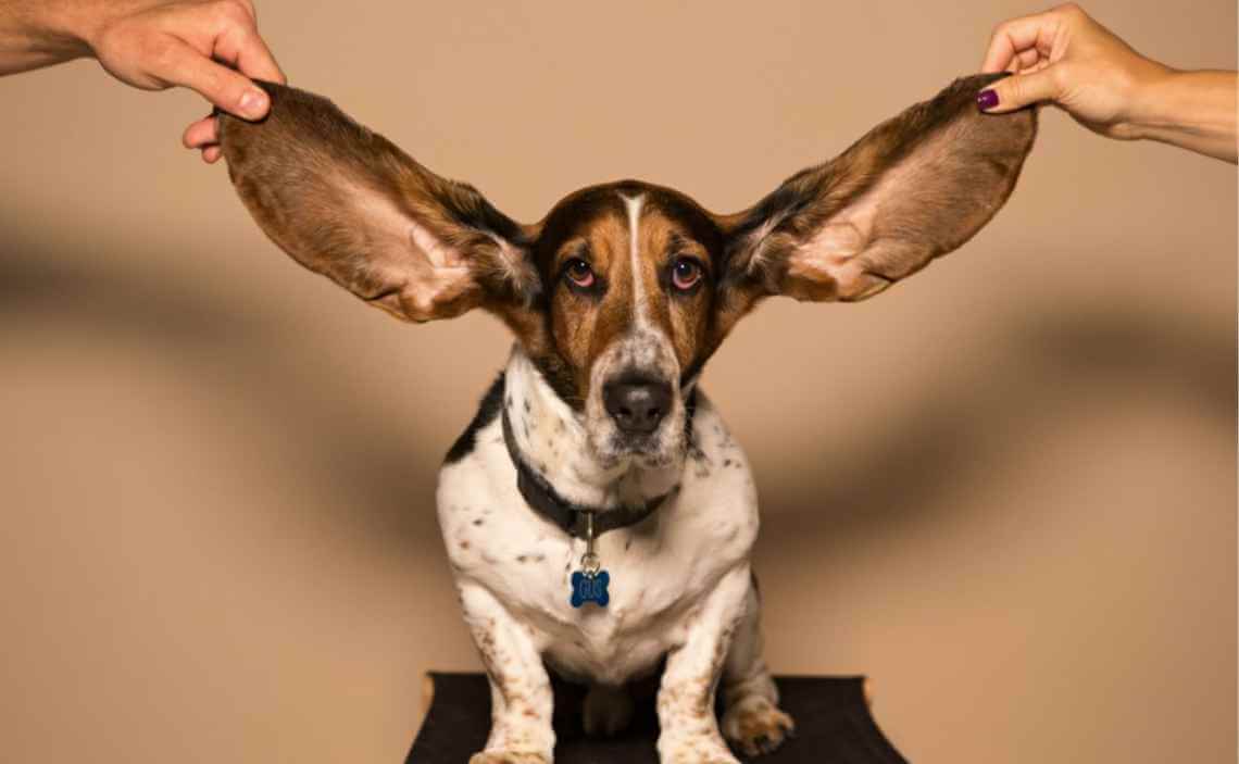 basset hound dumbo ears dog ear infections